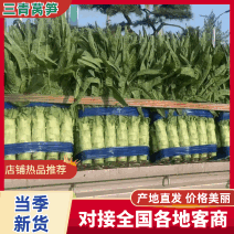 【推荐】三青皮莴笋大量上市质量好价格优全国发货