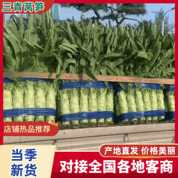 【推荐】三青皮莴笋大量上市质量好价格优全国发货