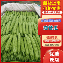 【推荐】油苦瓜大量上市质量好价格优承接全国市场商超