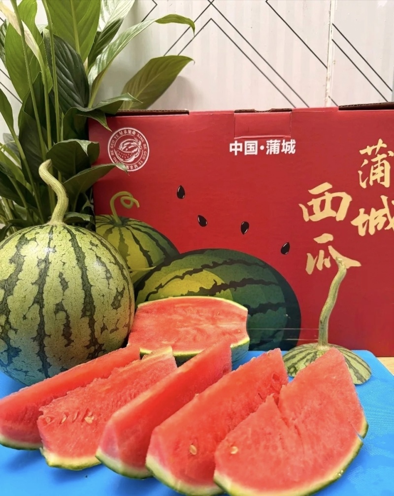 陕西渭南吊兰西瓜基地直供质量保证一手货源全国发货