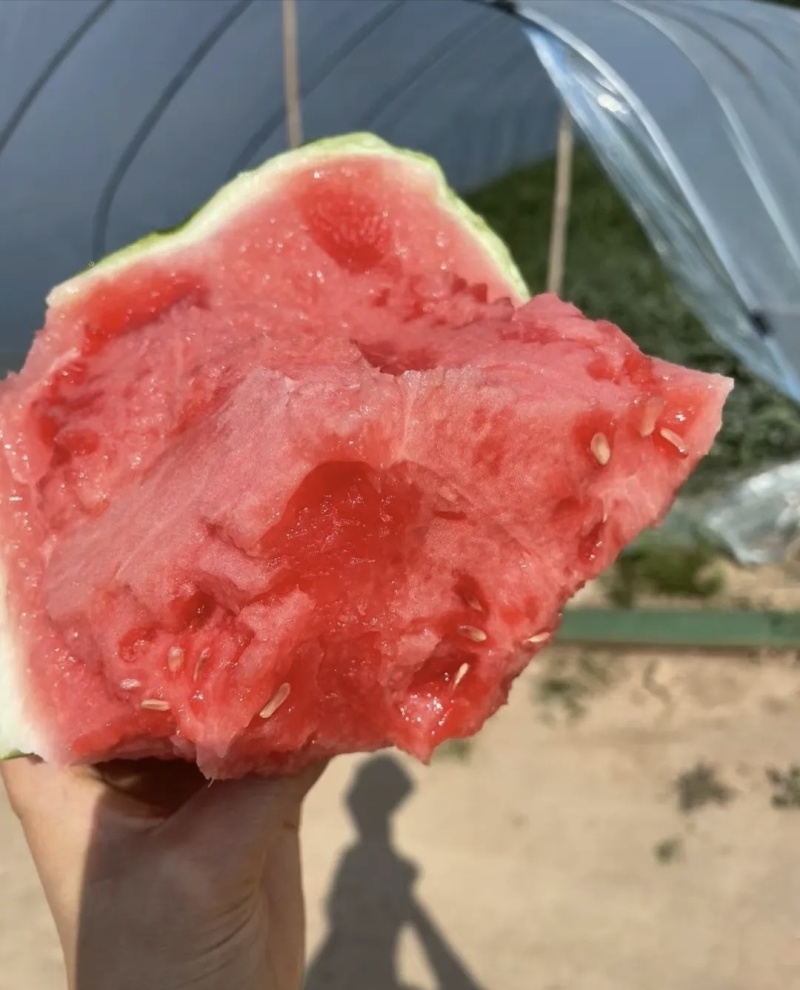 陕西渭南吊兰西瓜基地直供质量保证一手货源全国发货
