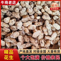 花生广东白米花生产地直发保质保量颗粒饱满对接全国