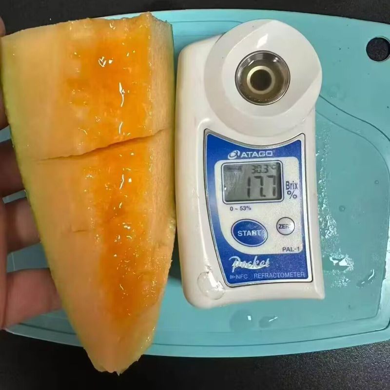 新疆吐鲁番西州蜜25号哈密瓜当季新鲜水果网纹甜瓜