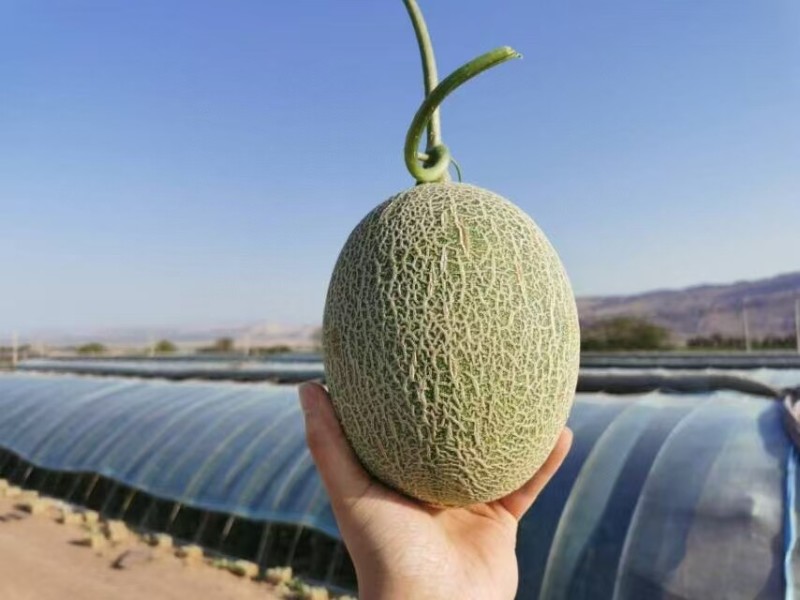 新疆吐鲁番西州蜜25号哈密瓜当季新鲜水果网纹甜瓜
