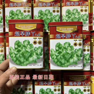超早胖丫儿菜种子娃娃菜抱子芥菜种籽早熟高产儿菜种籽基地用