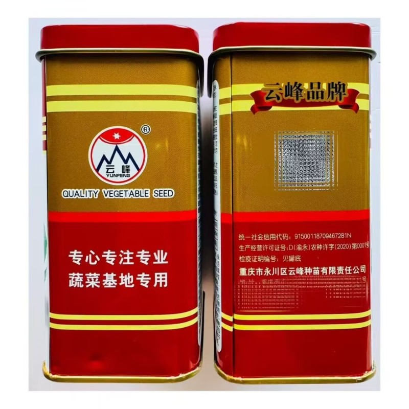 超早胖丫儿菜种子娃娃菜抱子芥菜种籽早熟高产儿菜种籽基地用
