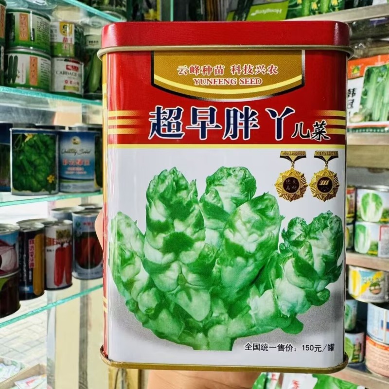 超早胖丫儿菜种子娃娃菜抱子芥菜种籽早熟高产儿菜种籽基地用