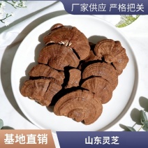 山东灵芝批发带孢子粉灵芝不苦药厂投料灵芝煲汤泡酒