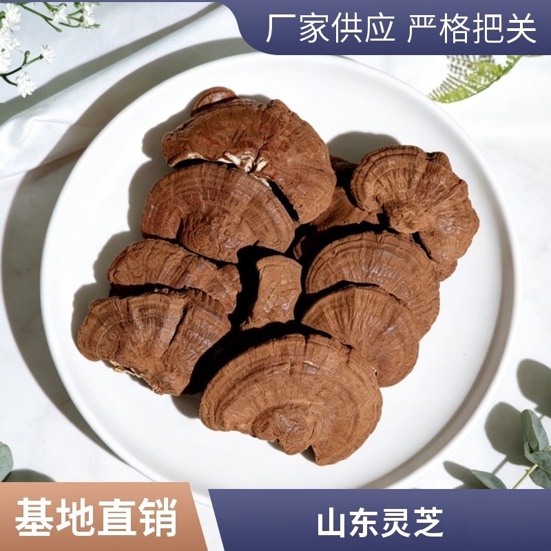 山东灵芝批发带孢子粉灵芝不苦药厂投料灵芝煲汤泡酒