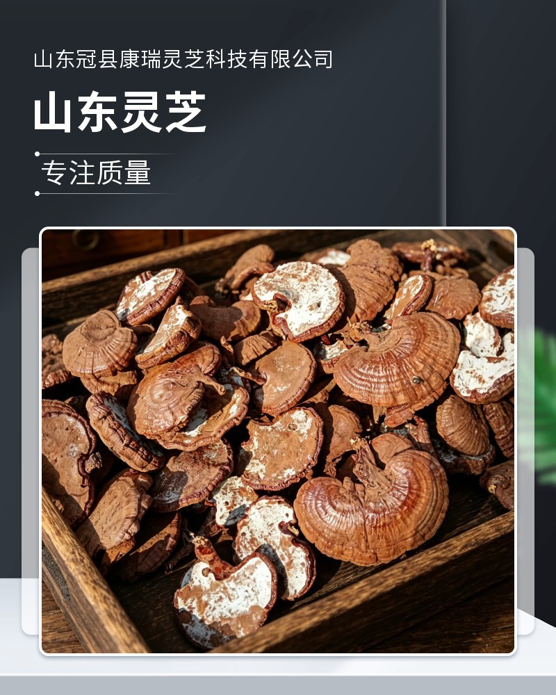 山东灵芝批发带孢子粉灵芝不苦药厂投料灵芝煲汤泡酒
