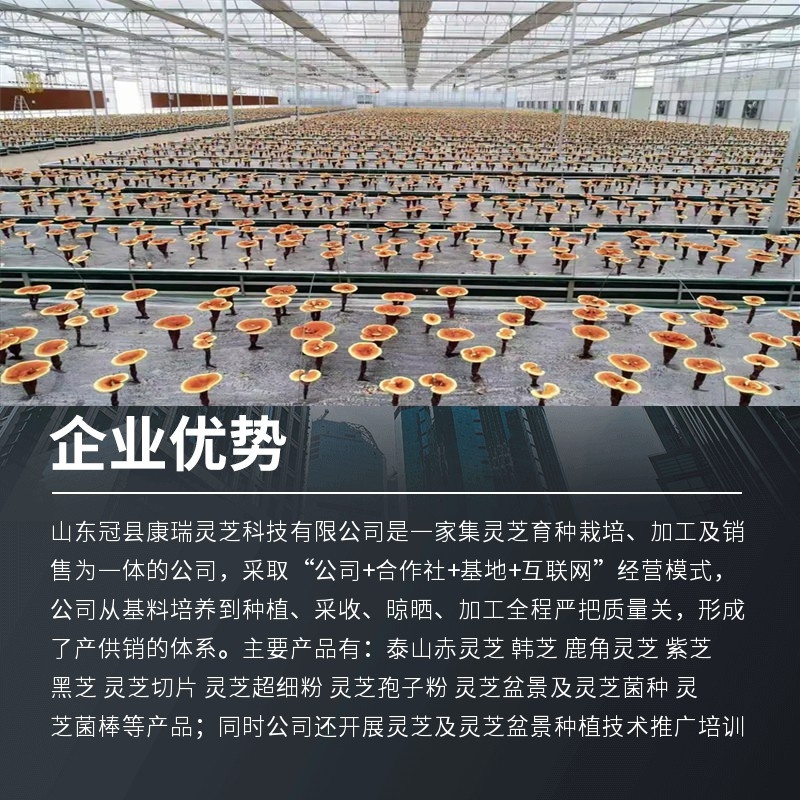 山东灵芝批发带孢子粉灵芝不苦药厂投料灵芝煲汤泡酒
