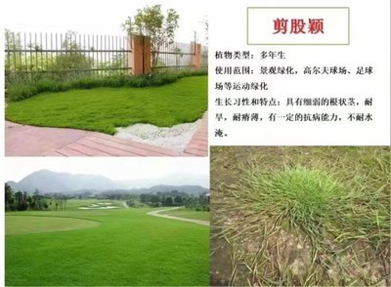 剪股颖种子