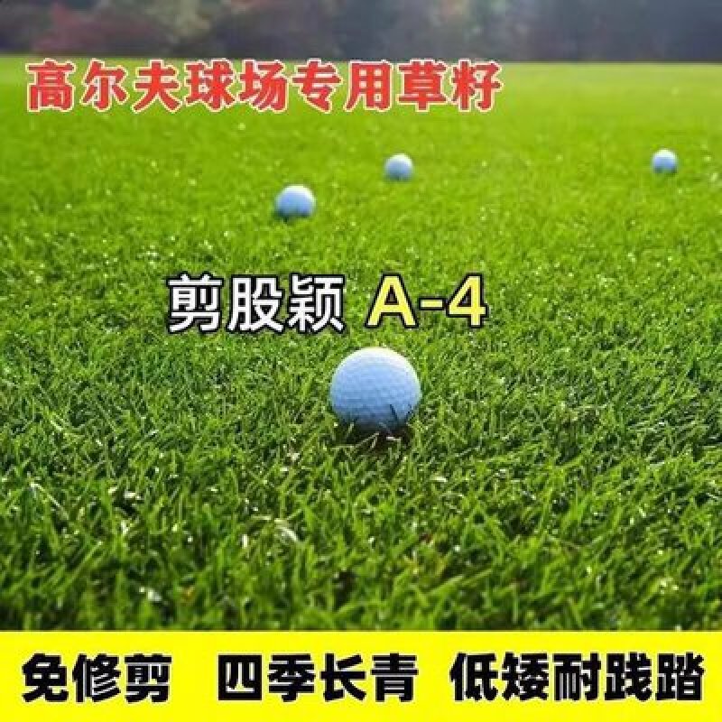 剪股颖种子