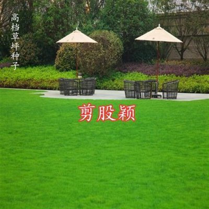 剪股颖种子