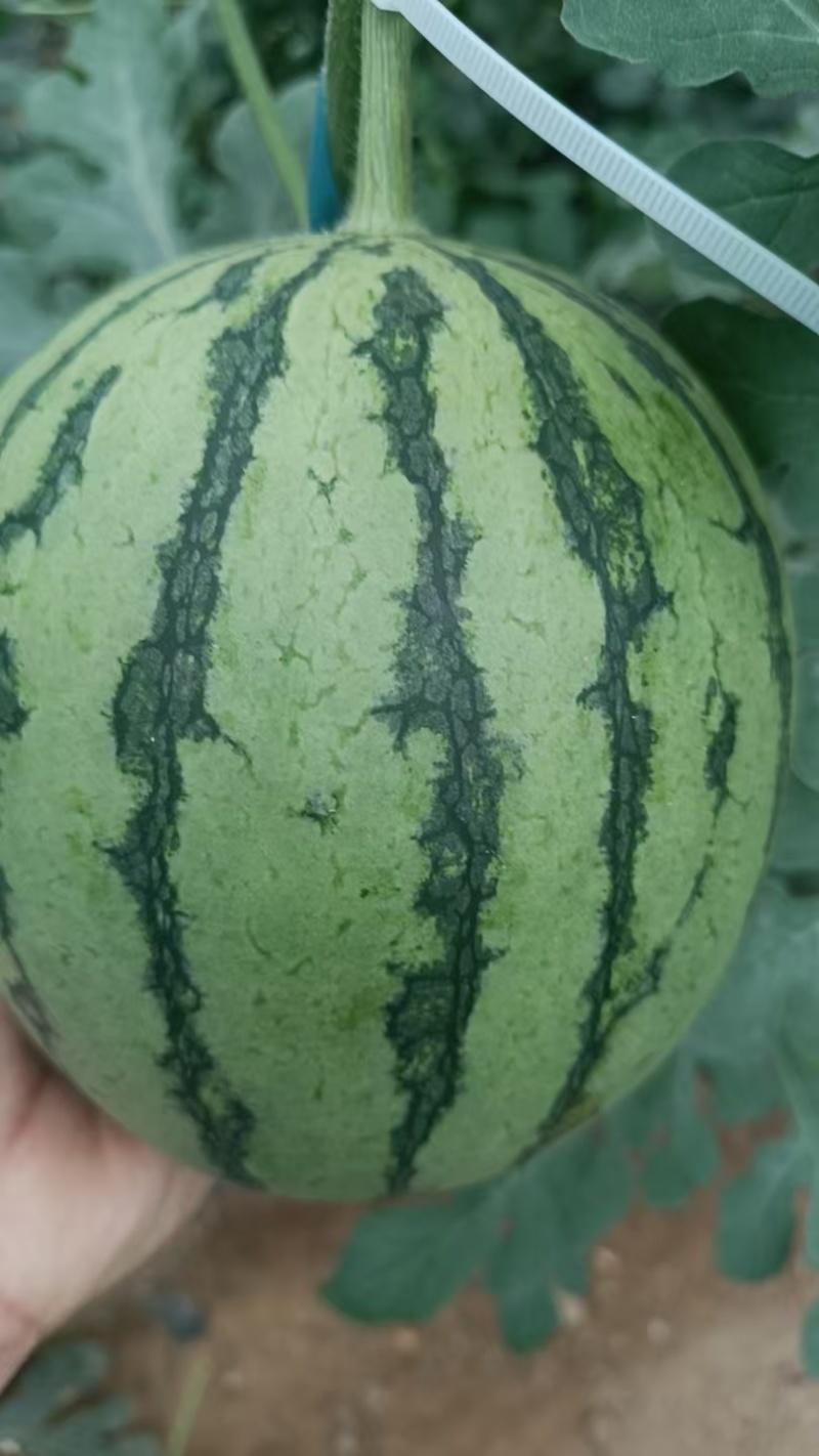 陕西蒲城吊篮西瓜(小糖丸)已大量成熟上市小吊瓜，吊兰西瓜
