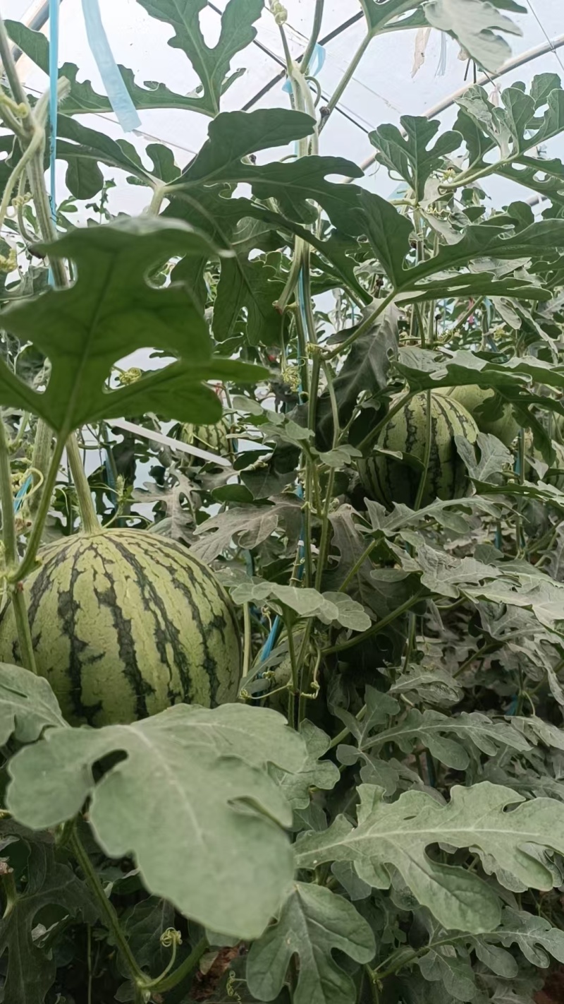 陕西蒲城吊篮西瓜(小糖丸)已大量成熟上市小吊瓜，吊兰西瓜