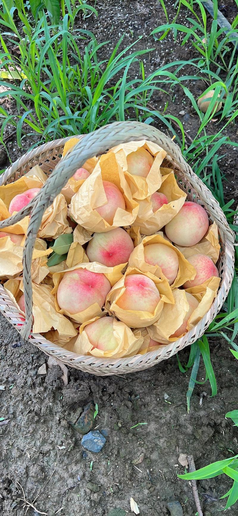 阳山水蜜桃【单果首例精准测糖】
