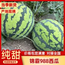 四川绵阳锦霸988西瓜价格优惠品质高大量现货可视频看