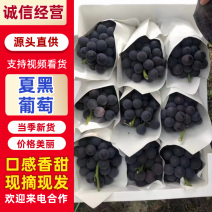 【精】万亩夏黑葡萄，腾稔乒乓球，全球直供，免代收费用