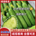 山东水果黄瓜，小黄瓜，小乳瓜量大。超市，市场批发，电商！