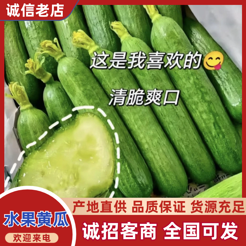 山东水果黄瓜，小黄瓜，小乳瓜量大。超市，市场批发，电商！