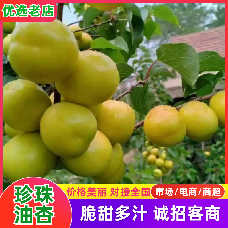 油杏珍珠油杏产地直发量大从优可视频看货对接全国客商