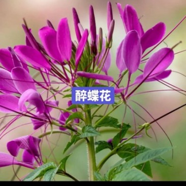 醉蝶花种子