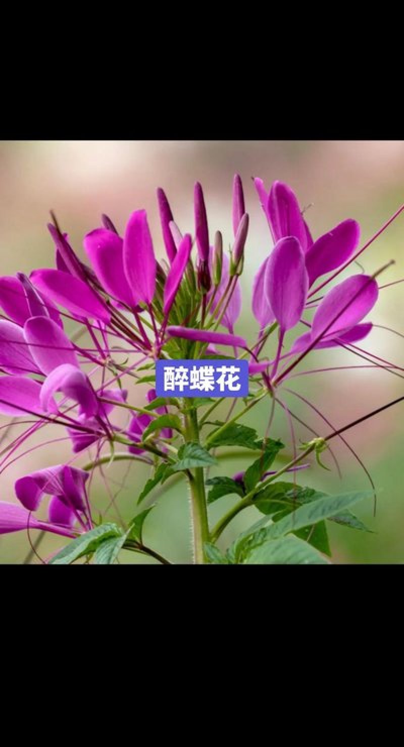 醉蝶花种子