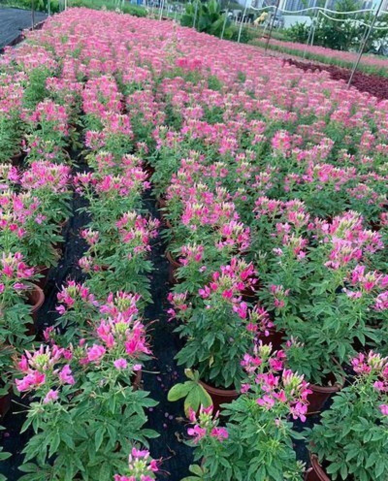 醉蝶花种子