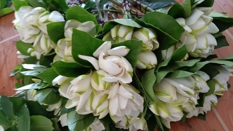 湖北自家苗圃枝子花骨朵开花的都有长短可以定制按需加工