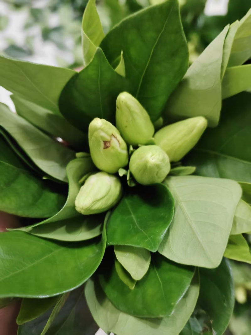 湖北自家苗圃枝子花骨朵开花的都有长短可以定制按需加工