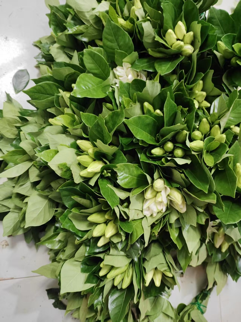 湖北自家苗圃枝子花骨朵开花的都有长短可以定制按需加工