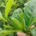 湖北自家苗圃枝子花骨朵开花的都有长短可以定制按需加工