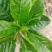 孝感栀子花一手货源现摘现发打捆装箱按需打包承接电商批发加工