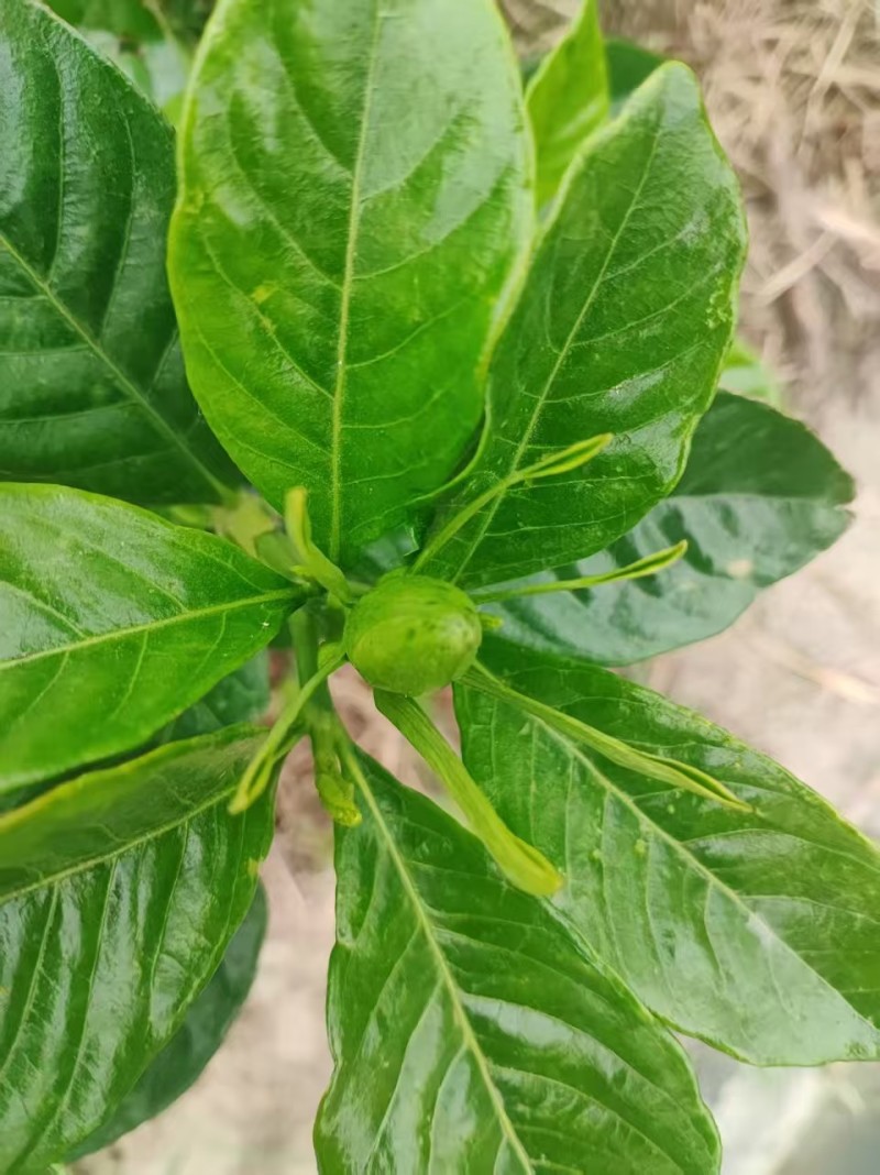 孝感栀子花一手货源现摘现发打捆装箱按需打包承接电商批发加工