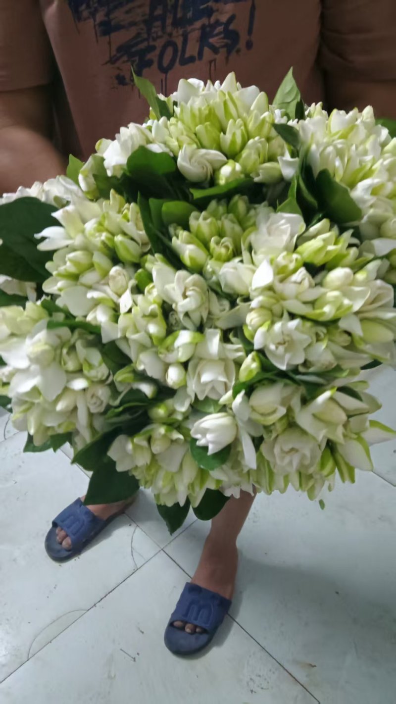 孝感栀子花一手货源现摘现发打捆装箱按需打包承接电商批发加工
