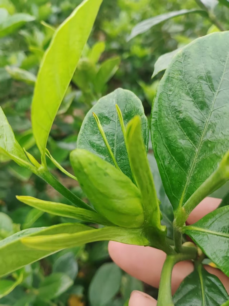 孝感栀子花一手货源现摘现发打捆装箱按需打包承接电商批发加工