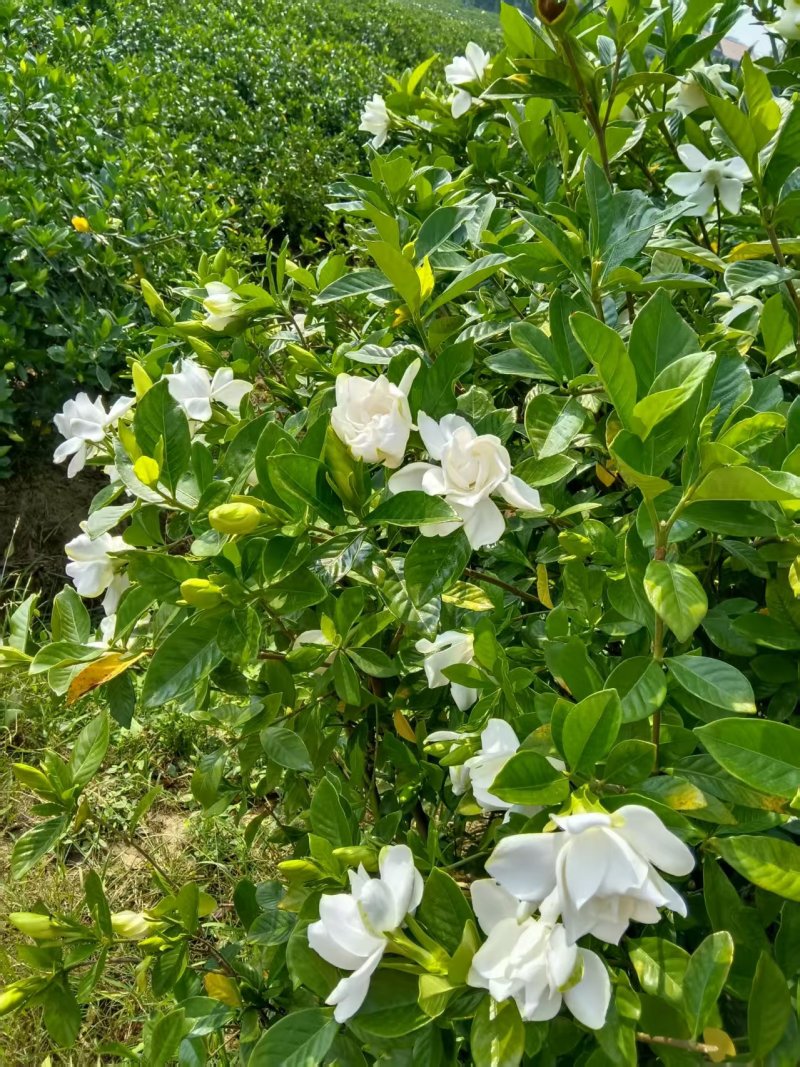 孝感栀子花一手货源现摘现发打捆装箱按需打包承接电商批发加工