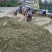 益母草干中药材晒干益母草泡水泡脚量大价优欢迎联系