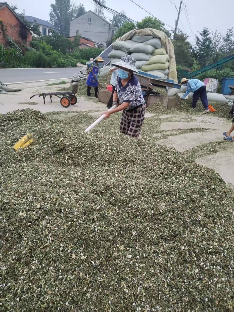 益母草干中药材晒干益母草泡水泡脚量大价优欢迎联系