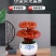中小型灵芝盆景批发观赏灵芝摆件室内灵芝盆栽可食用