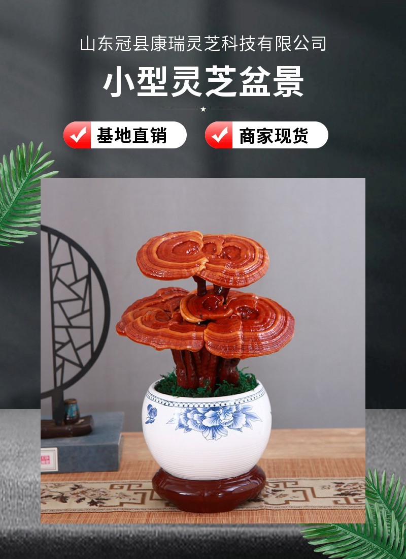 中小型灵芝盆景批发观赏灵芝摆件室内灵芝盆栽可食用