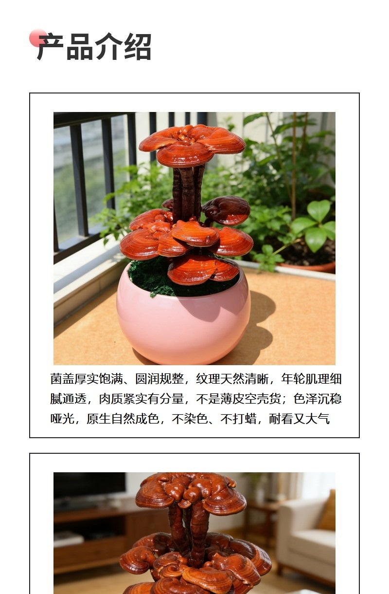 中小型灵芝盆景批发观赏灵芝摆件室内灵芝盆栽可食用