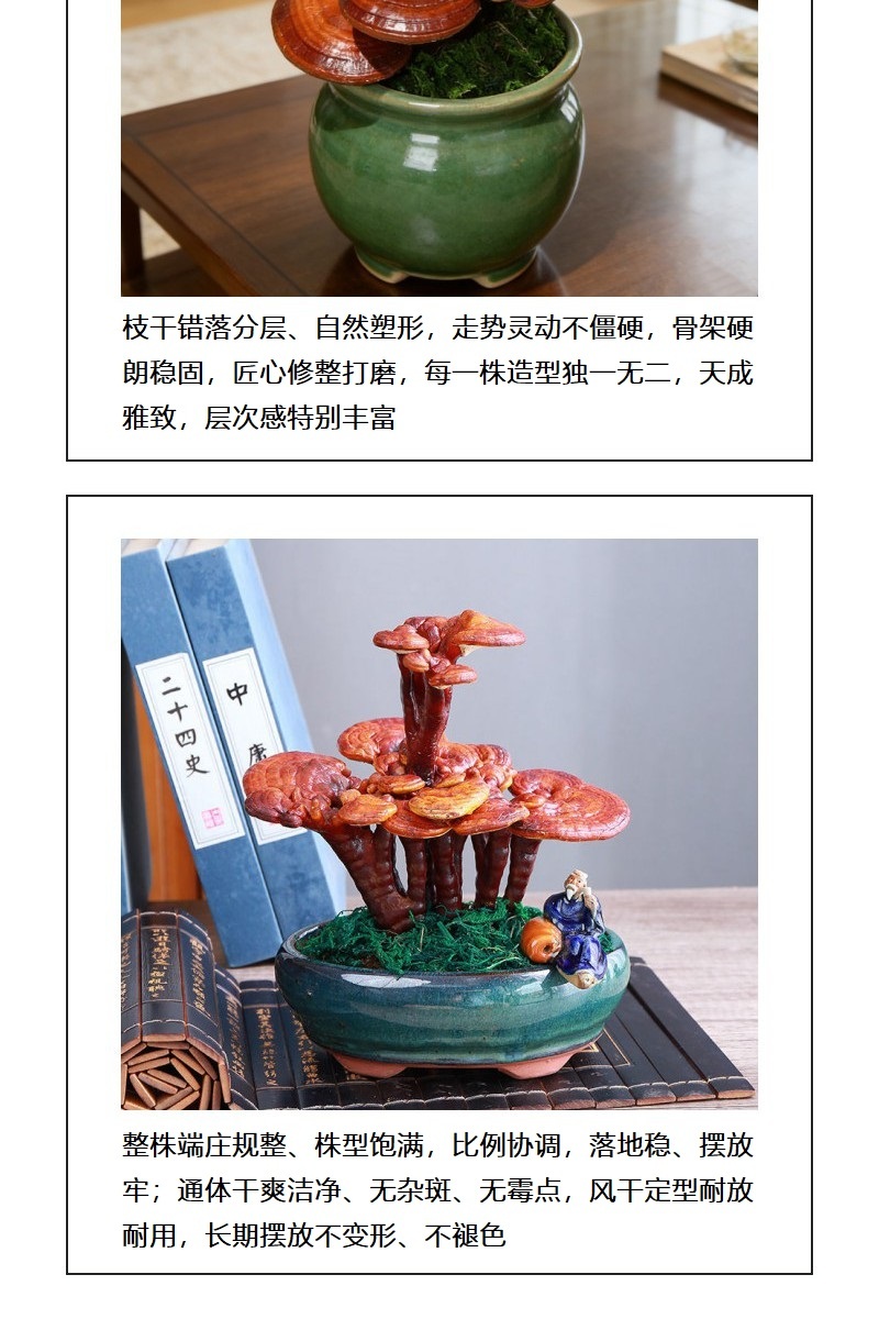 中小型灵芝盆景批发观赏灵芝摆件室内灵芝盆栽可食用