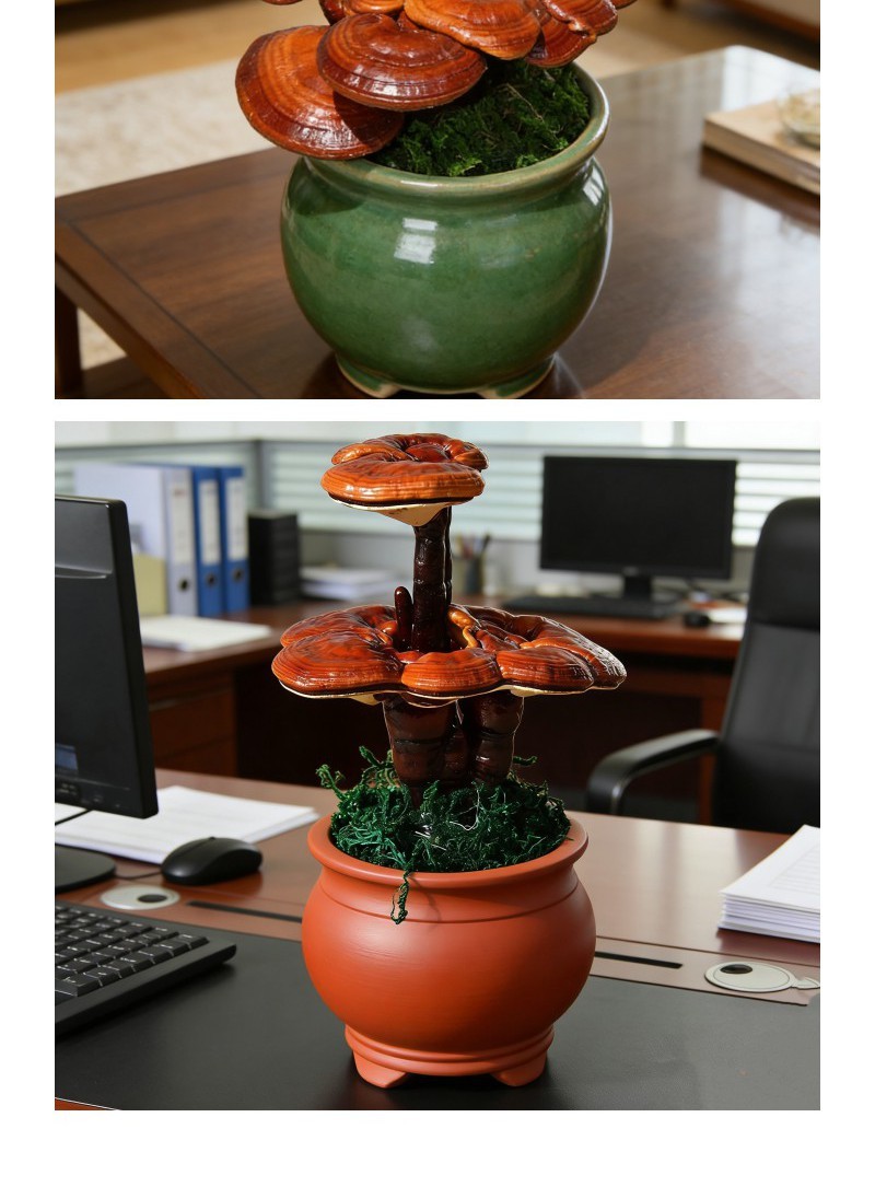 中小型灵芝盆景批发观赏灵芝摆件室内灵芝盆栽可食用