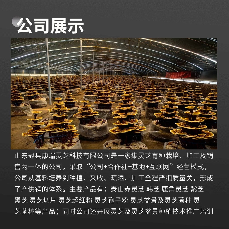 中小型灵芝盆景批发观赏灵芝摆件室内灵芝盆栽可食用