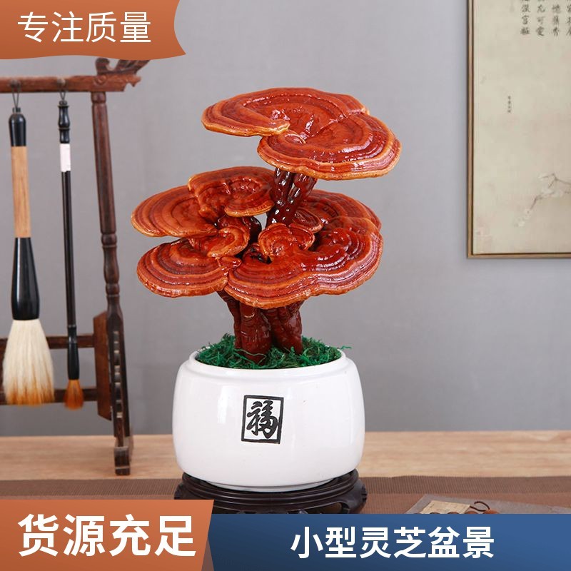 中小型灵芝盆景批发观赏灵芝摆件室内灵芝盆栽可食用
