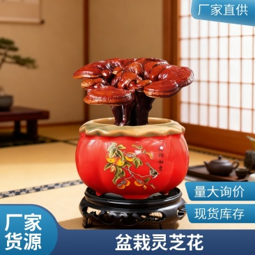 盆栽灵芝花批发小型灵芝盆景观赏灵芝摆件桌摆件优选