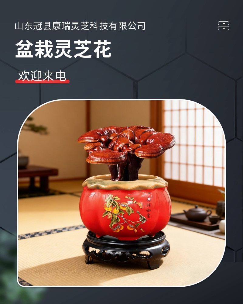 盆栽灵芝花批发小型灵芝盆景观赏灵芝摆件桌摆件优选