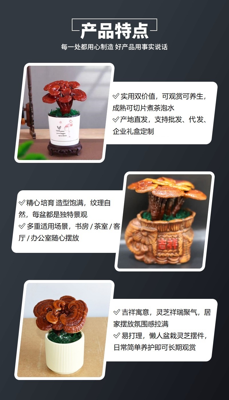 盆栽灵芝花批发小型灵芝盆景观赏灵芝摆件桌摆件优选